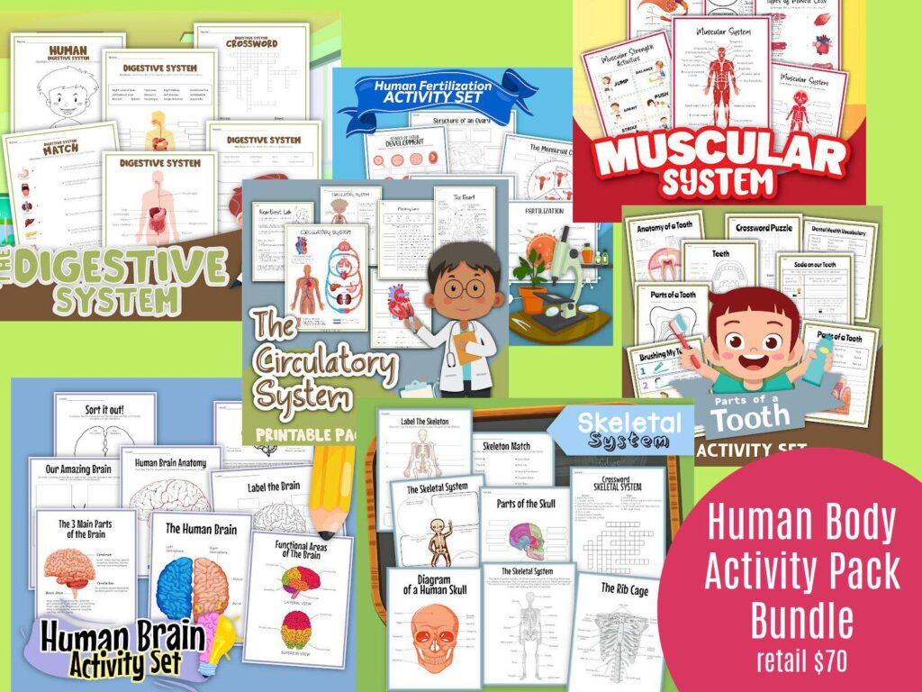 human body